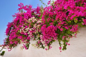 Bougainvillea al massimo splendore: come curarla negli ultimi giorni di luglio