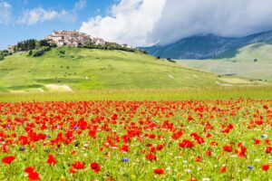 Dove andare in vacanza se ami i fiori? Questi borghi sembrano giardini in fiore