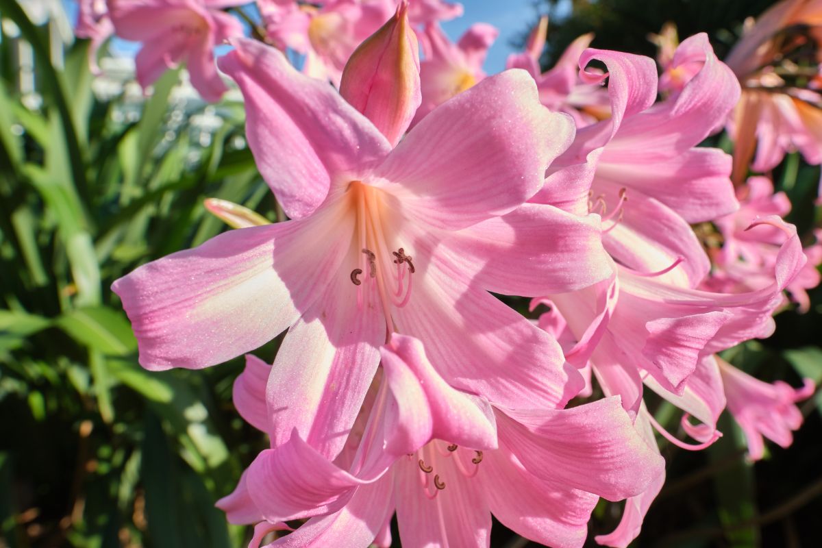 fiori da piantare ad agosto
