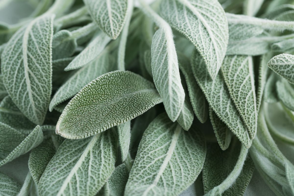 come potare salvia