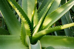 Come curare l’aloe vera dopo un’ondata di caldo: il metodo dei vivaisti