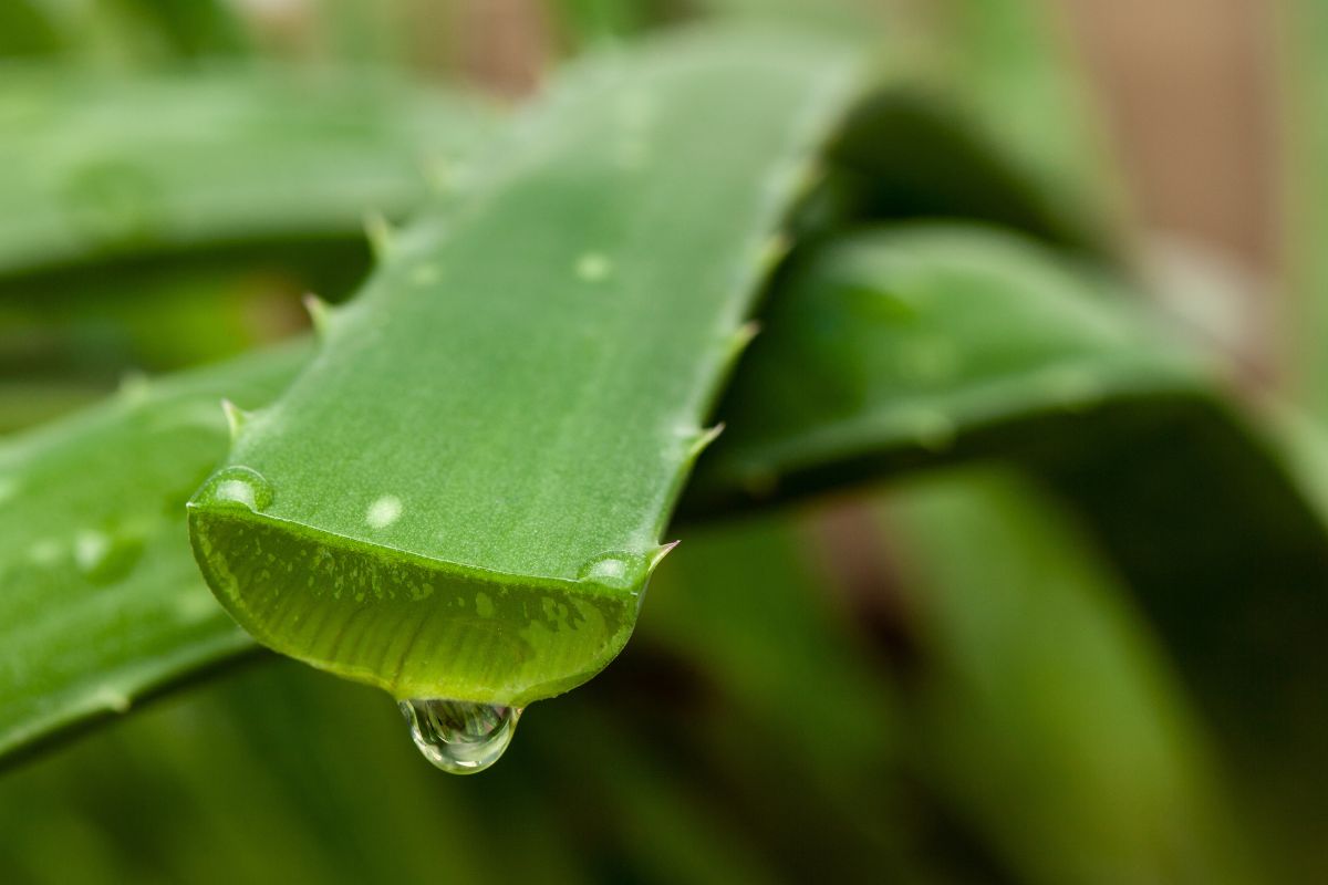 come curare aloe vera