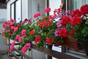 Le piante da balcone che resistono anche agli ultimi giorni d’estate