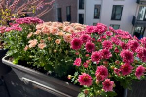 Fiori resistenti per settembre: piantali ora e goditi il colore anche in autunno