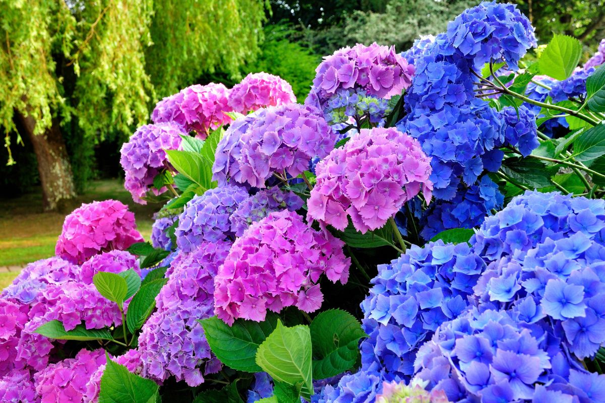 come rinvigorire ortensie spente