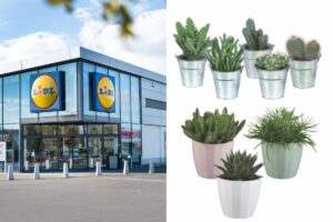 Dal 28 agosto LIDL lancia le offerte verdi: piante e terricci a meno di 9€