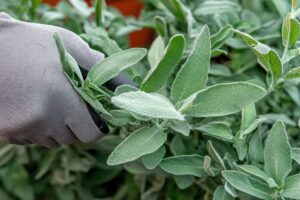 Come potare la salvia in estate per averla folta e profumata fino a ottobre