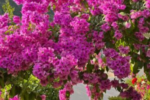 Bougainvillea: il momento giusto per concimarla e moltiplicarla