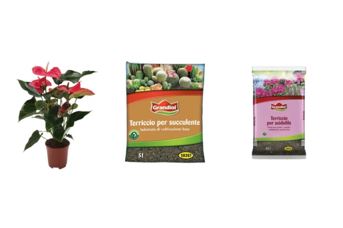 scopri le piante in offerta da Lidl