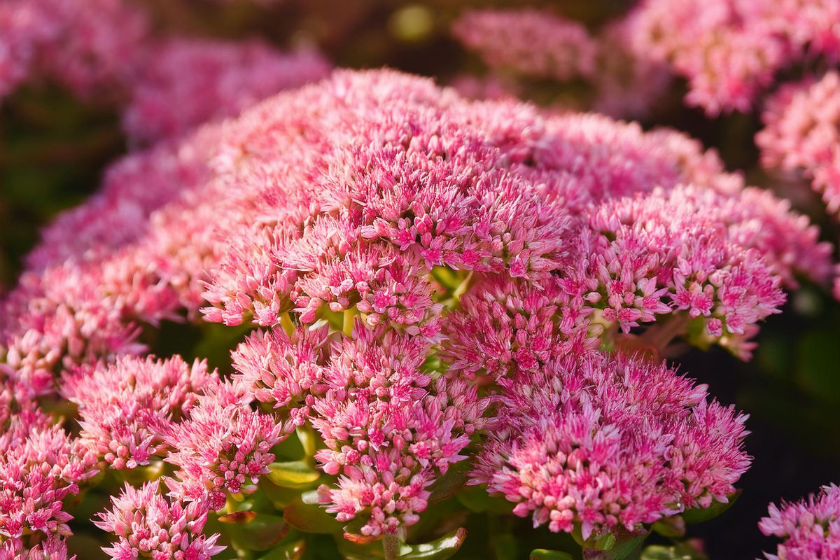 fiori per settembre