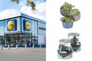 Offerte piante Lidl dal 15 al 18 settembre 2025: catalogo completo e prezzi