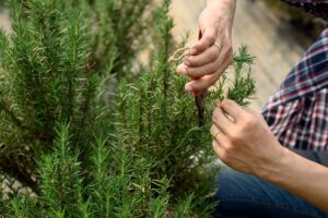 L'errore da non fare con le aromatiche a settembre: rischi di perderle tutte
