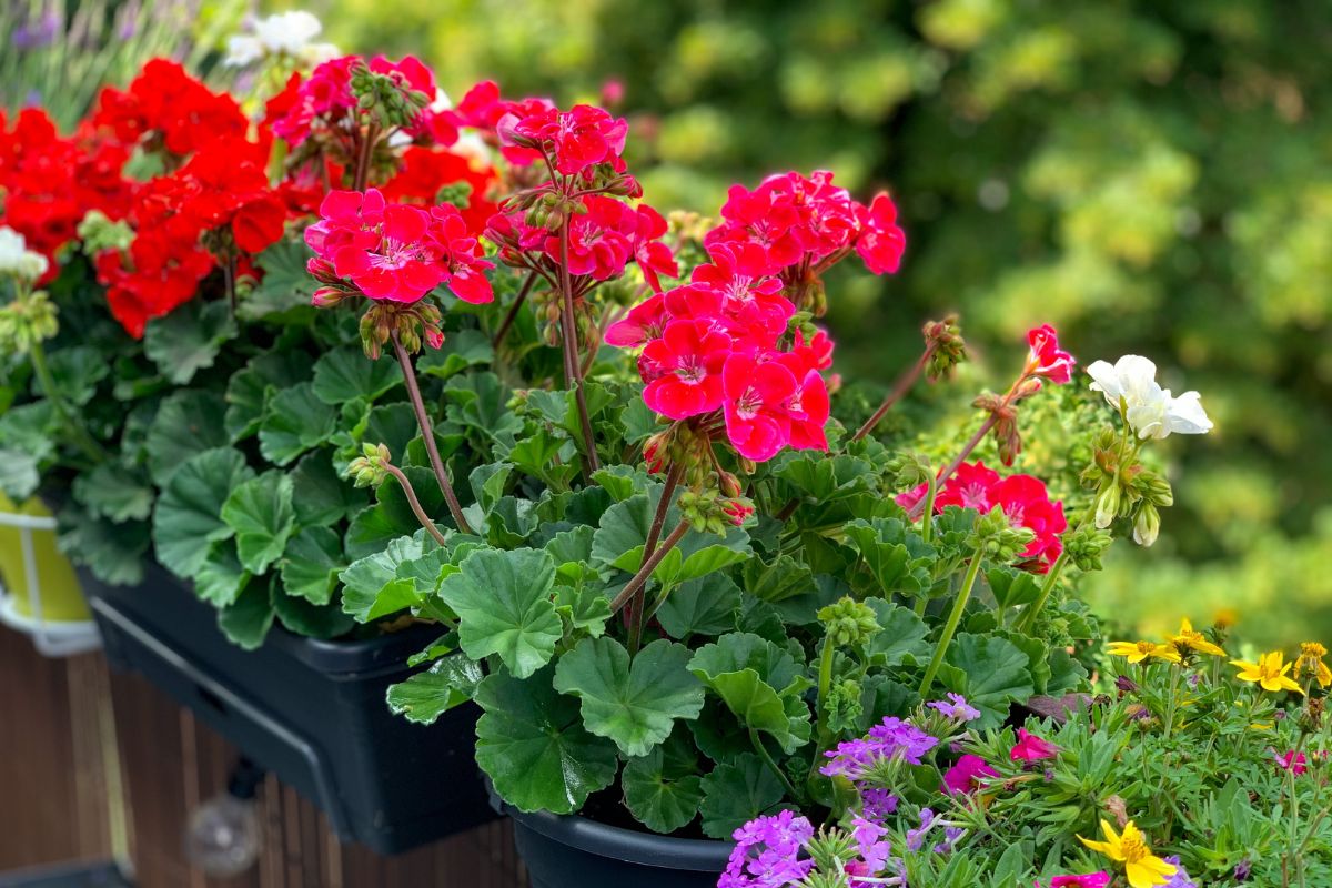 piante che hanno bisogno di attenzione a settembre