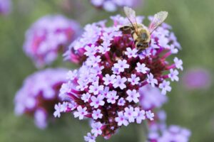 Verbena sul balcone: colore e fioritura continua fino a ottobre