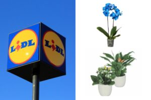 Piante fiorite con farfalle decorative a 3,99€: la novità Lidl della settimana