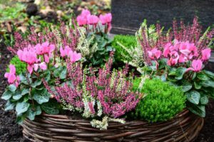 I 3 fiori che resistono meglio al primo freddo: piantali ora