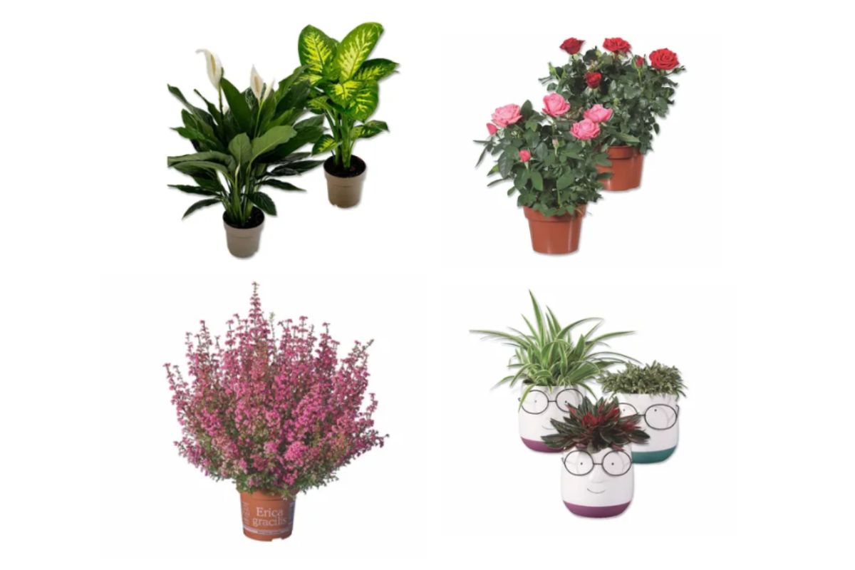 piante in offerta da Lidl 