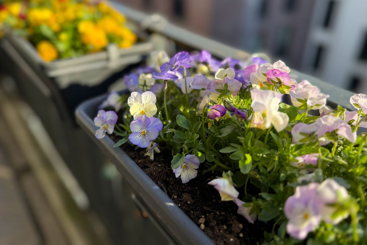 fiori che resistono al freddo