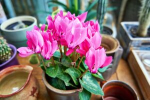 7 fiori che resistono bene al fresco di settembre
