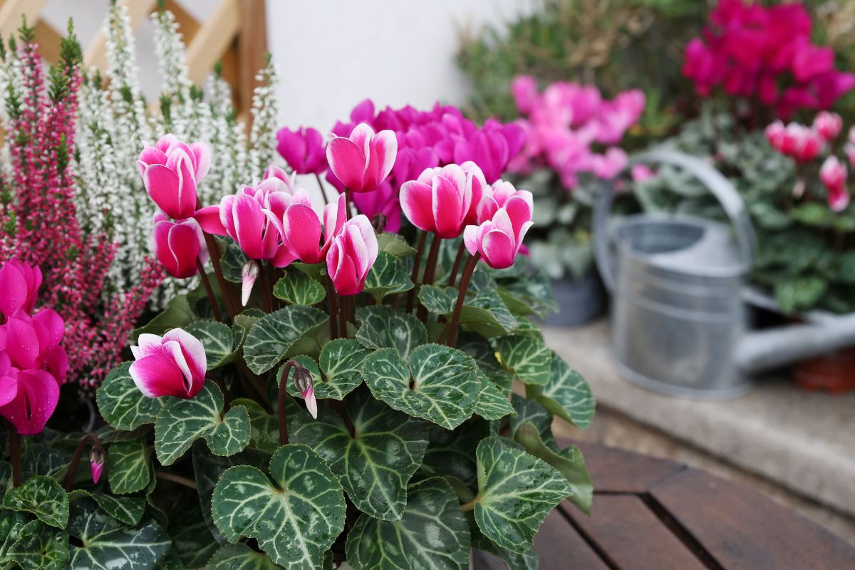come avere ciclamini sul balcone 