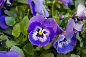 Ciclamini, viole e cavoli ornamentali: cosa piantare subito per colorare il balcone