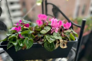 Ciclamini autunnali: come coltivarli sul balcone per colori spettacolari