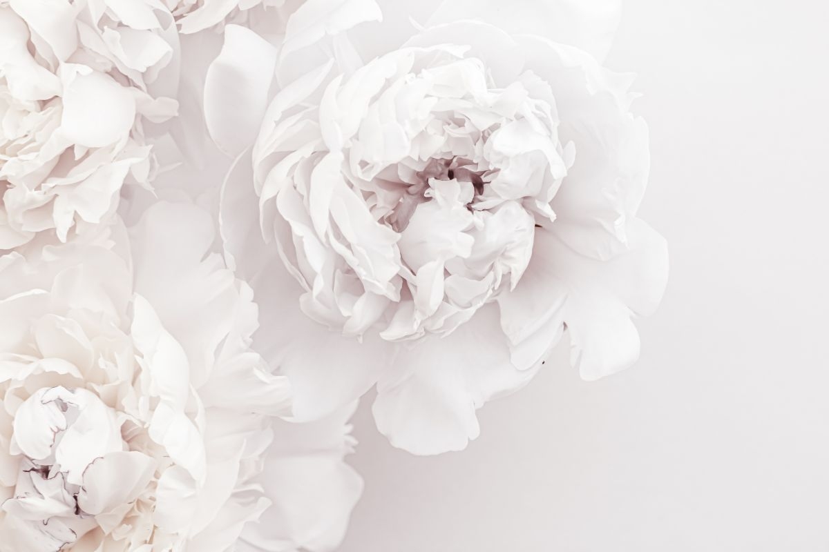 Come curare le peonie