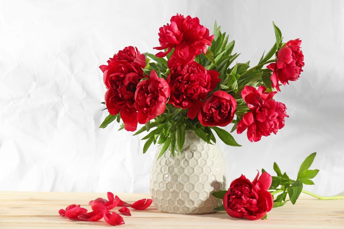 I colori delle peonie e i loro significati